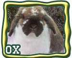 grand champion rabbit button