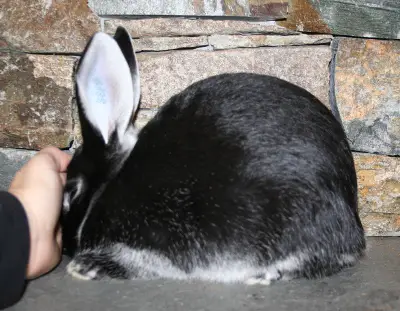 quality silver marten rabbit posed black silver marten rabbit