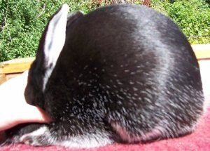 posed silver marten rabbbit show quality black silver marten rabbit