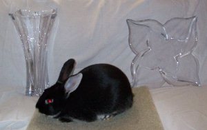 posed silver marten rabbit with awards show quality black silver marten rabbit