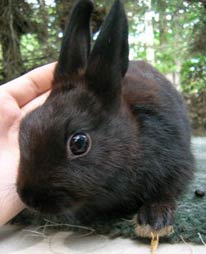 Polish rabbit as a junior head view champion black junior Polish rabbit
