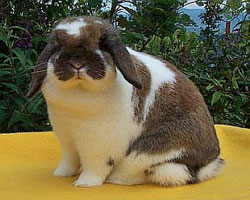 Belle -- broken pattern holland lop doe