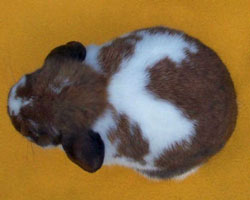 top view holland lop good width of body