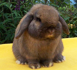 tort holland lop cute facing front