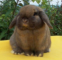 tort holland lop looking at you-boris