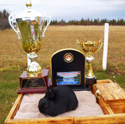 Polish rabbit winnings trophies ARBA convention rabbit with trophy black Polish