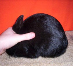 Posed black Polish Rabbit excellent body type for Polish rabbits