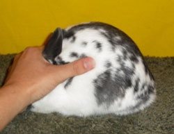 broken polish rabbit body type