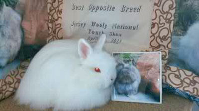 Grand champion rew jersey wooly Grand champion sable jersey wooly with trophy