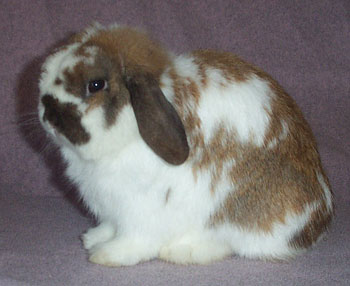 Holland lop - Crazy Horse Cutie Cutie Holland Lop Buck - Crazy Horse