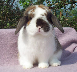posed junior quality holland lop front view posed junior quality holland lop front view