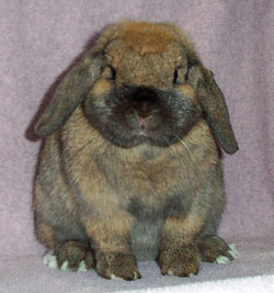 very cute sweet holland lop junior - fabrizia