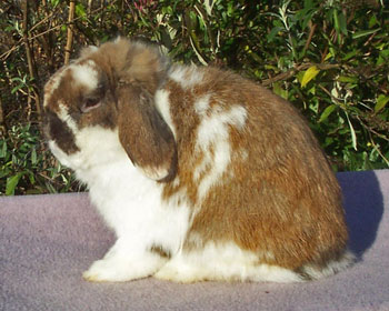 Broken tort Holland Lop buck show quality grand champion broken holland lop buck- franz