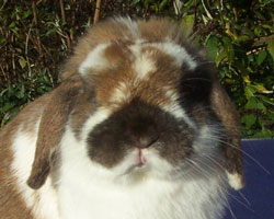 Broken holland lop head funny holland lop expression