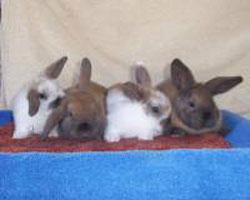 broken holland lop babies litter cute baby holland lop litter