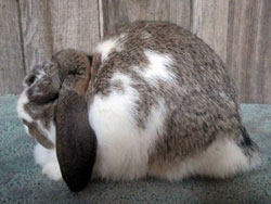 Mini lop rabbit with excellent body type excellent top quality mini lop rabbit