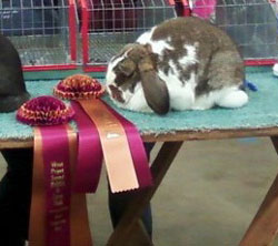 Mini lop rabbit with ribbons show winning mini lop with awards