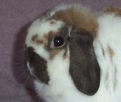 holland lop head photo from the side holland lop head photo from the side