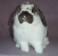 holland lop bunny fat cheeks sweet bunny rabbit holland lop