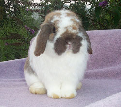 very cute holland lop rabbit broken holland lop rabbit