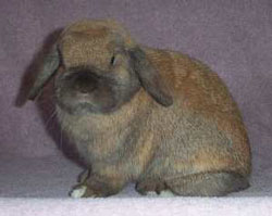 Jamillia - posed holland lop rabbit