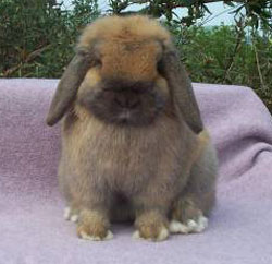 Jocasta - holland lop facing front Jocasta- front view of posed Holland Lop rabbit