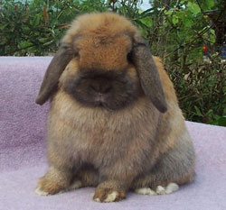 extremely cute holland lop rabbit posed Jocasta - extremely cute Holland Lop Rabbit posed