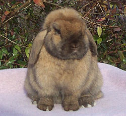 front view wide Holland Lop body front view holland lop good width of body