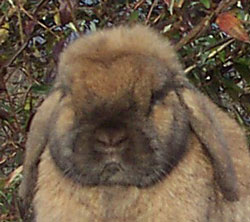 solid pattern holland lop doe face Jo-Jo Holland Lop Face