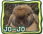 grand champion rabbit button