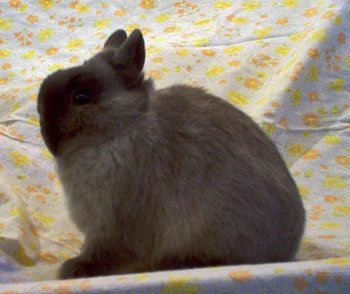 show winning siamese smoke pearl netherland dwarf show winning netherland dwarf stacey