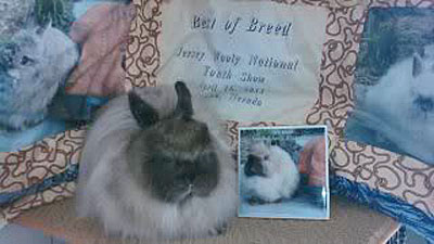 Grand champion sable jersey wooly doe Grand champion sable jersey wooly with award
