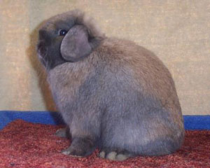 posed Holland Lop show rabbit grand champion posed holland lop rabbit