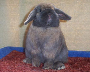 Holland lop on hind legs cute holland lop rabbit standing up