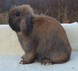 holland lop sneior buck nice round body type