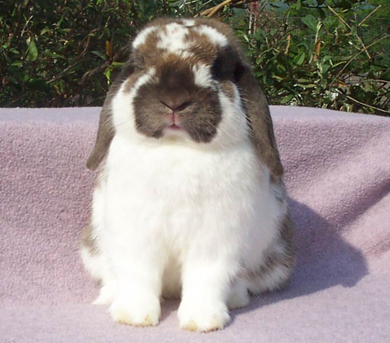 super cute holland lop bunny