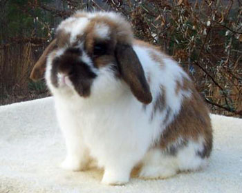 Broken holland lop looking very cute very cute holland lop