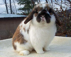 Broken holland lop looking attentive funny holland lop expression