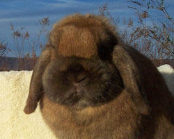 big head holland lop Holland Lop Big Head
