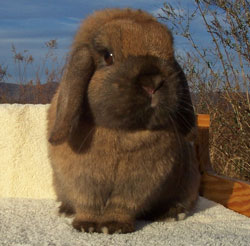 sweet holland lop bunny sweet holland lop bunny