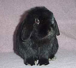 black holland lop kinda cute black holland lop rabbit