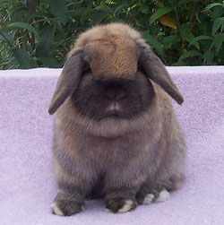 tort holland lop looking at you tort holland lop looking at you-padme