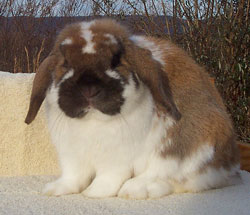 front view wide Holland Lop body front view holland lop good width of body