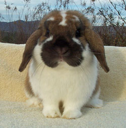 big head holland lop Holland Lop Big Head