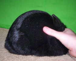 black polish quality rabbit body type