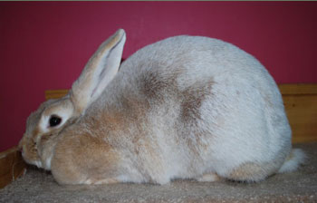 quality creme d'argent rabbit champion creme d'argent rabbit doe