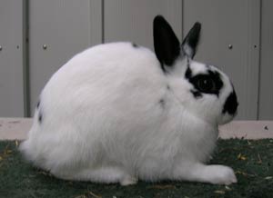 Quality Broken Polish Rabbit Doe Posed