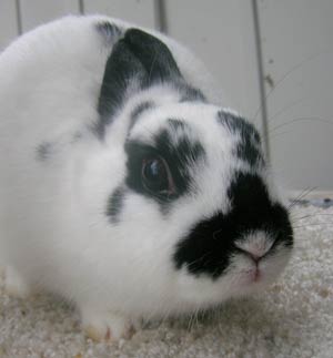 cute polish rabbit face