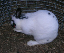 very cute Polish rabbit washing itself