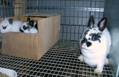 Polish rabbit doe, mother with cute baby bunnies